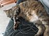 Ищу новых родителей для кошечки