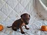 Клубные (WKU) щенки цвергпинчера