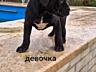 Щенки Кане-корсо к продаже