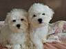 Продаются Щенки мальтийской болонки! С прививками и документами!