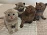 Продам котят