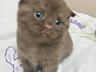 Продам котят