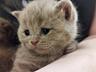 Продам котят