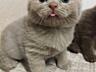 Продам котят