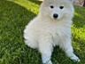 Щенки Самоеда