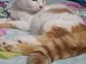 Котики и кошечки в добрые руки!