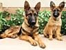 Щенки немецкой овчарки зонарного окраса
