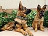 Щенки немецкой овчарки зонарного окраса