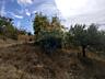Oportunitate Excelenta în Singera, Extravilan – Lot de Pomicol -6 Ari
