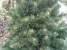 Продам искусственную ёлку