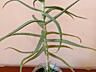 Aloe Vera; Алоэ Вера