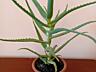 Aloe Vera; Алоэ Вера