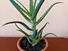 Aloe Vera; Алоэ Вера