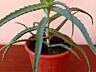 Aloe Vera; Алоэ Вера