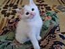 Продаются белые котята породы турецкая ангора.