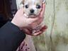 Продам девочку осталась черная мини чихуахуа