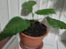 Продаю комнатные растения.