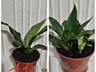 Продаю комнатные растения.