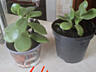 Продаю комнатные растения.