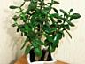 Денежное дерево, Crassula из Южной Африки, приносит достаток в дом!