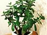 Денежное дерево, Crassula из Южной Африки, приносит достаток в дом!