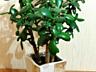 Денежное дерево, Crassula из Южной Африки, приносит достаток в дом!