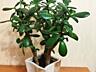 Денежное дерево, Crassula из Южной Африки, приносит достаток в дом!