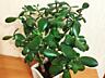 Денежное дерево, Crassula из Южной Африки, приносит достаток в дом!