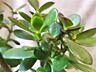 Денежное дерево, Crassula из Южной Африки, приносит достаток в дом!
