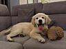 Продаются щенки Золотистого Ретривера.