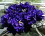 Фиалки 60 сортов доставим