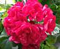Розобудные пеларгонии с доставкой