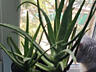Лечебное растение Алоэ Вера