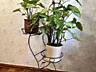 Продам растения комнатные Сингониум