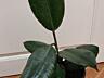 Фикус Али Бенджамина Робуста Абиджан Доставим