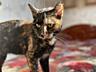 Отдам в добрые и ласковые руки кошечку