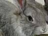 Кролики Панон, Фландр, Шиншилла, Калифорния