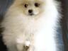 Очаровательные щенки померанский шпиц!  