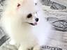Очаровательные щенки померанский шпиц!  