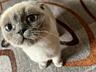 Продам сиамскую кошку