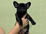 Готовы к продаже щенки французского бульдога
