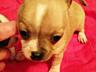 Продам щенков чихуахуа мини от породистых родителей