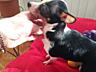 Продам щенков чихуахуа мини от породистых родителей