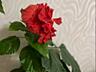 ПРОДАМ "китайская роза"= "гибискус китайский"
