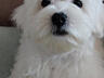 Мальчик Мальтийской болонки ищет невесту для вязки!