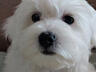 Мальчик Мальтийской болонки ищет невесту для вязки!