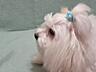 Мальчик Мальтийской болонки ищет невесту для вязки!