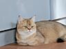 Продам кошку