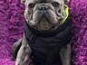 Щенки французского бульдога