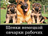 Щенки немецкой овчарки стандартного окраса!